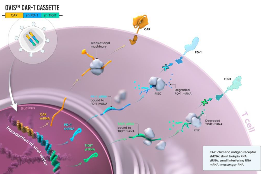 OVIS CAR-T cassette diagram showing CAR expression and shRNA-mediated downregulation of PD-1 and TIGIT in a T cell